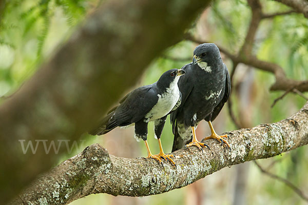 Mohrenhabicht (Accipiter melanoleucus)