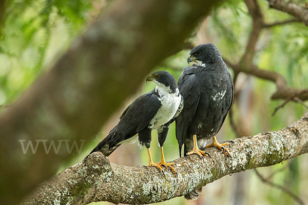 Mohrenhabicht (Accipiter melanoleucus)