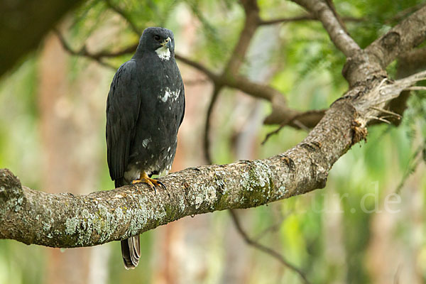 Mohrenhabicht (Accipiter melanoleucus)