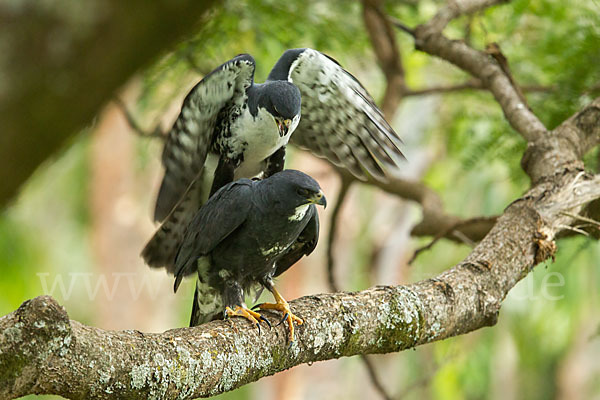 Mohrenhabicht (Accipiter melanoleucus)