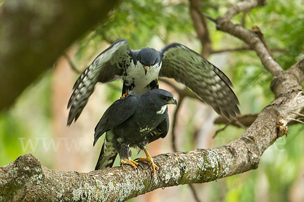 Mohrenhabicht (Accipiter melanoleucus)