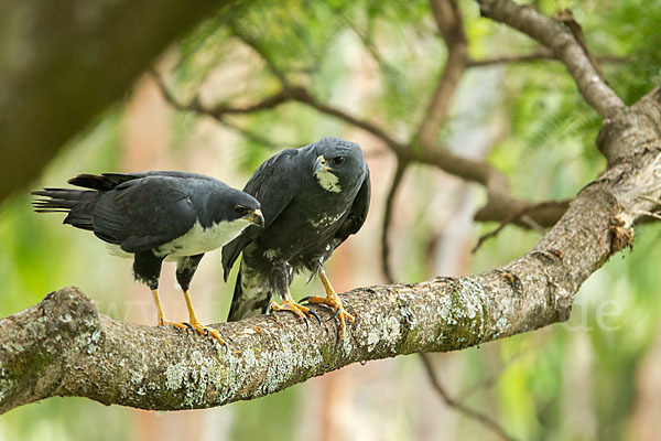 Mohrenhabicht (Accipiter melanoleucus)