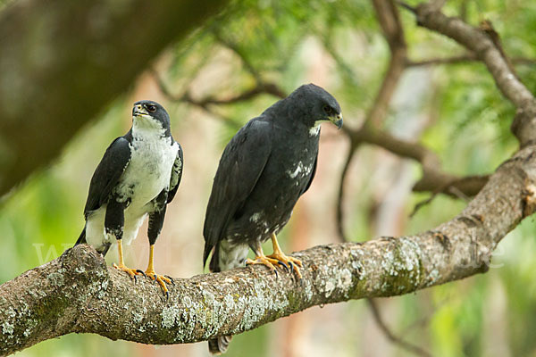 Mohrenhabicht (Accipiter melanoleucus)