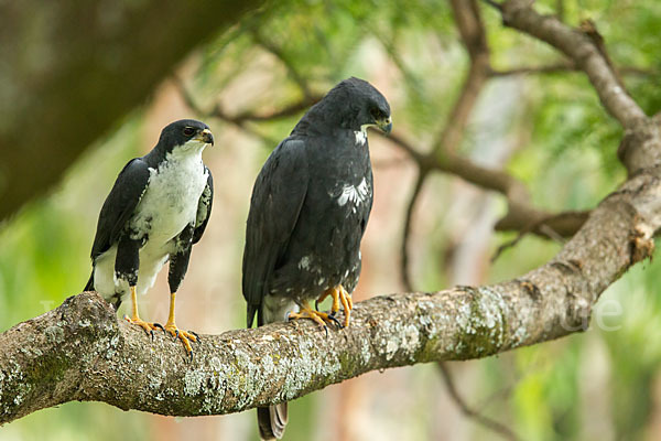 Mohrenhabicht (Accipiter melanoleucus)