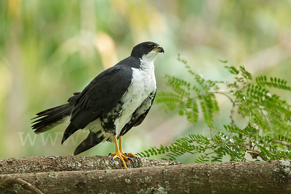 Mohrenhabicht (Accipiter melanoleucus)