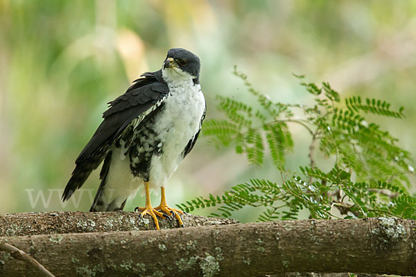 Mohrenhabicht (Accipiter melanoleucus)