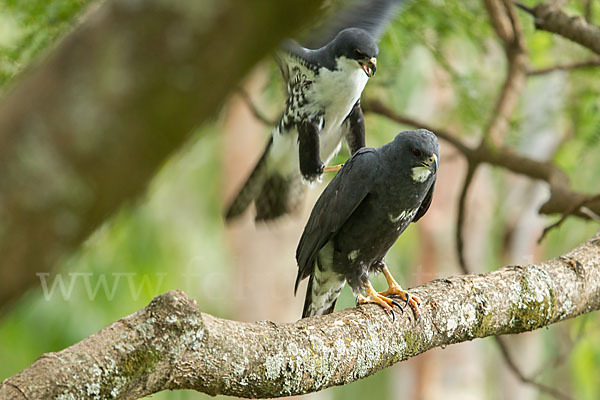 Mohrenhabicht (Accipiter melanoleucus)