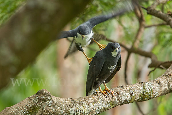 Mohrenhabicht (Accipiter melanoleucus)