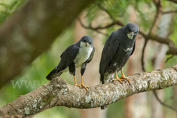 Mohrenhabicht (Accipiter melanoleucus)