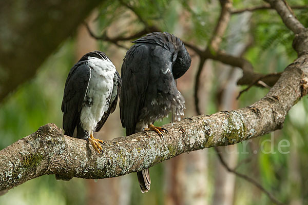 Mohrenhabicht (Accipiter melanoleucus)