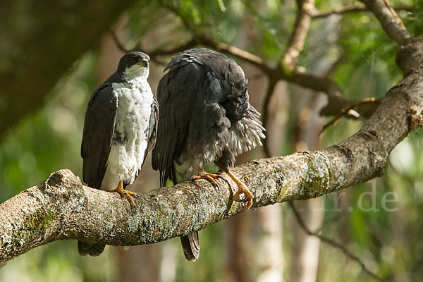 Mohrenhabicht (Accipiter melanoleucus)