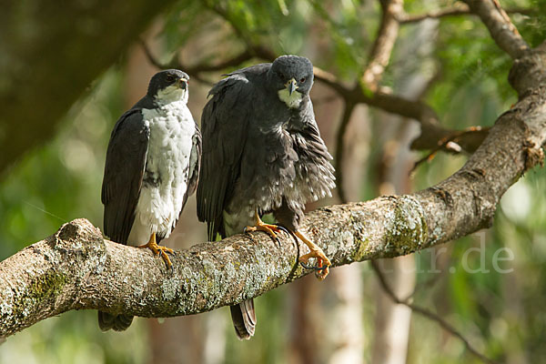 Mohrenhabicht (Accipiter melanoleucus)