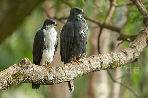 Mohrenhabicht (Accipiter melanoleucus)