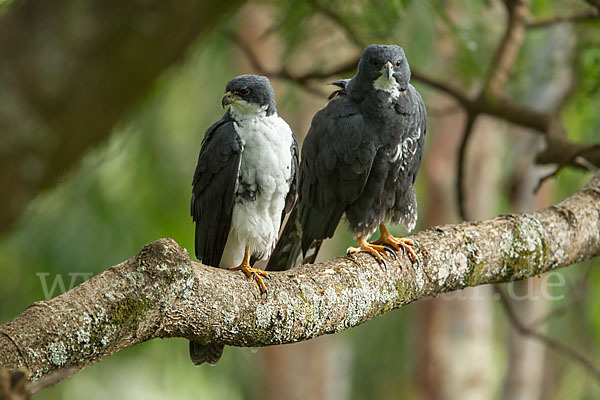 Mohrenhabicht (Accipiter melanoleucus)