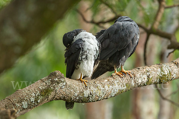 Mohrenhabicht (Accipiter melanoleucus)