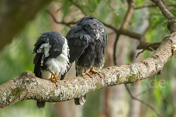 Mohrenhabicht (Accipiter melanoleucus)