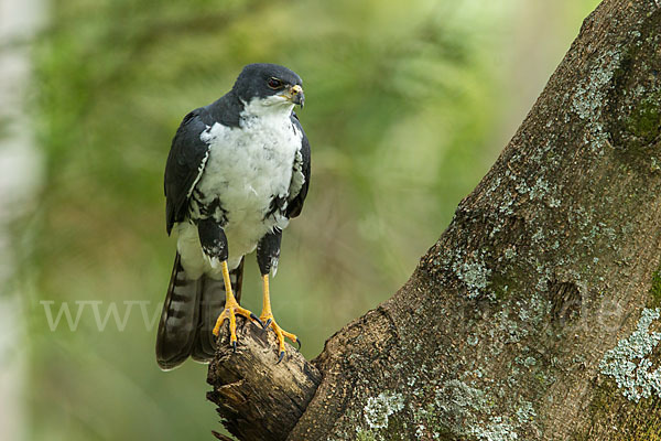 Mohrenhabicht (Accipiter melanoleucus)