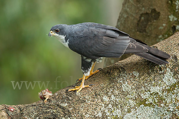 Mohrenhabicht (Accipiter melanoleucus)