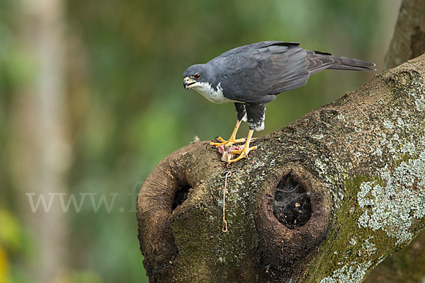 Mohrenhabicht (Accipiter melanoleucus)