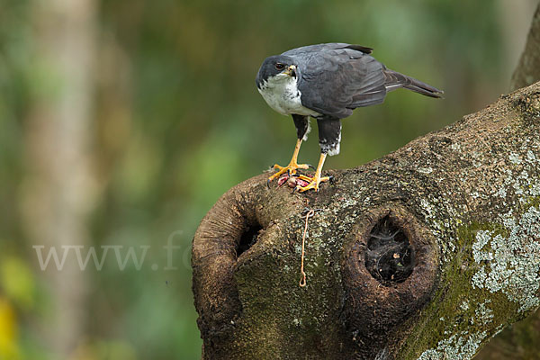 Mohrenhabicht (Accipiter melanoleucus)