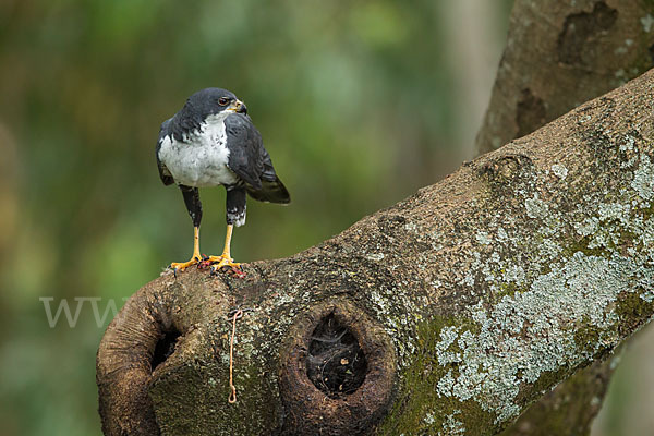 Mohrenhabicht (Accipiter melanoleucus)