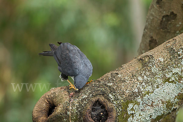 Mohrenhabicht (Accipiter melanoleucus)