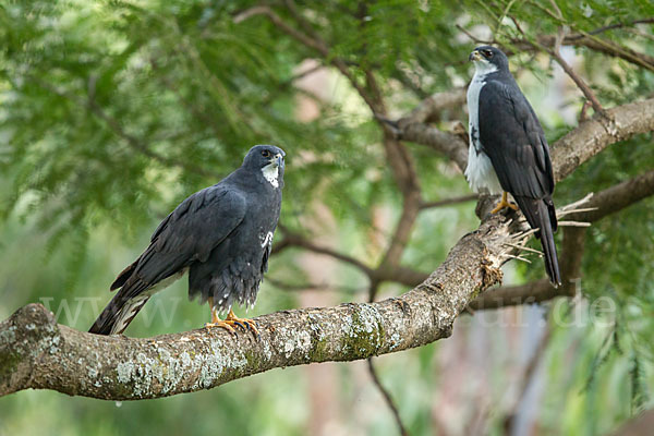 Mohrenhabicht (Accipiter melanoleucus)