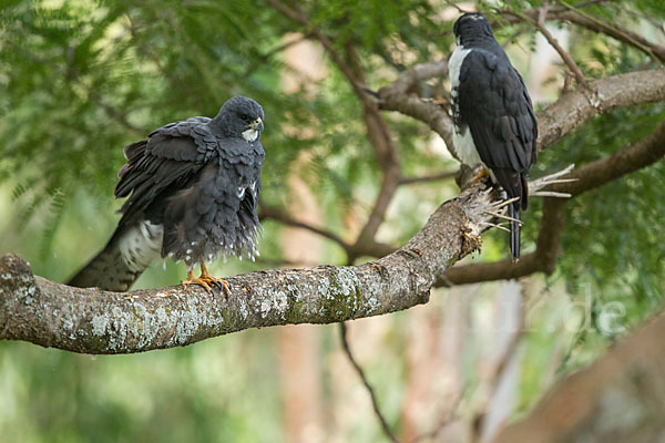 Mohrenhabicht (Accipiter melanoleucus)