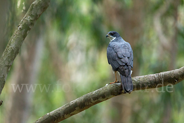 Mohrenhabicht (Accipiter melanoleucus)