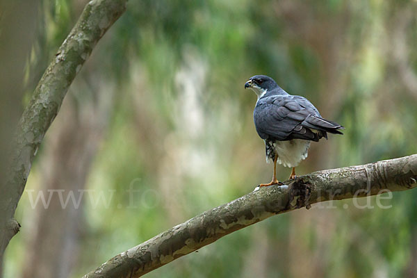 Mohrenhabicht (Accipiter melanoleucus)