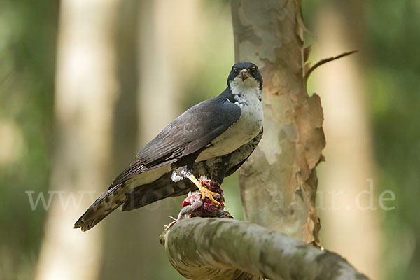 Mohrenhabicht (Accipiter melanoleucus)