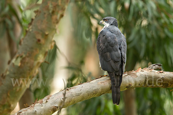 Mohrenhabicht (Accipiter melanoleucus)