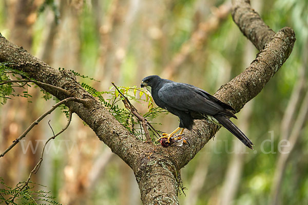 Mohrenhabicht (Accipiter melanoleucus)