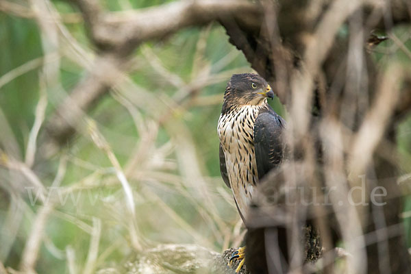 Mohrenhabicht (Accipiter melanoleucus)