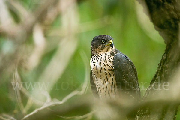 Mohrenhabicht (Accipiter melanoleucus)