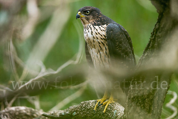 Mohrenhabicht (Accipiter melanoleucus)