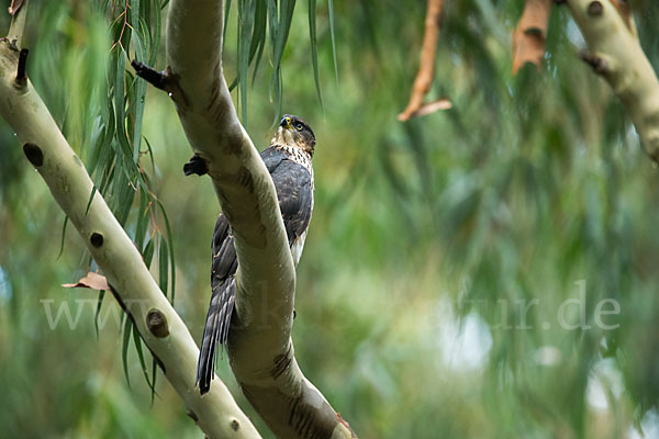 Mohrenhabicht (Accipiter melanoleucus)