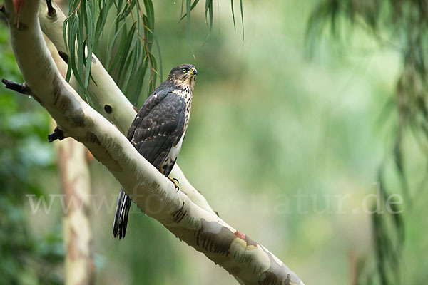 Mohrenhabicht (Accipiter melanoleucus)