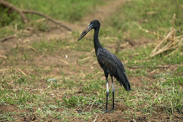 Mohrenklaffschnabel (Anastomus lamelligerus)