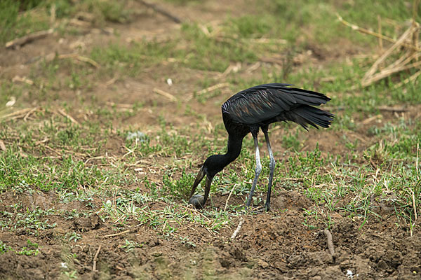 Mohrenklaffschnabel (Anastomus lamelligerus)