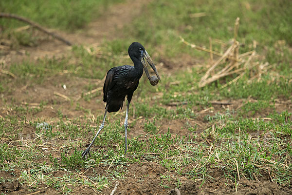 Mohrenklaffschnabel (Anastomus lamelligerus)