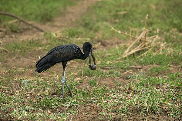 Mohrenklaffschnabel (Anastomus lamelligerus)