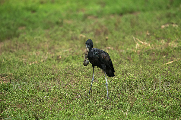 Mohrenklaffschnabel (Anastomus lamelligerus)