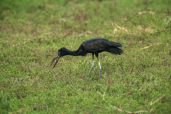 Mohrenklaffschnabel (Anastomus lamelligerus)