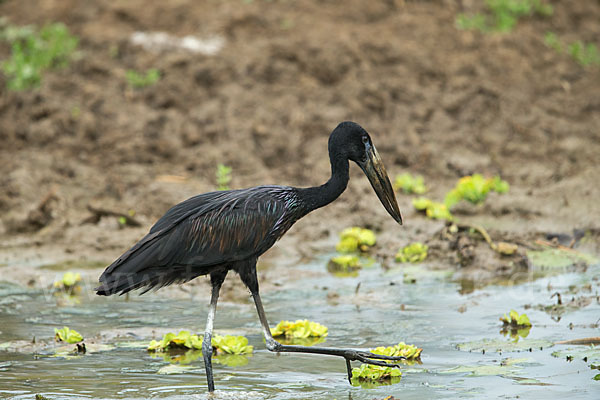 Mohrenklaffschnabel (Anastomus lamelligerus)