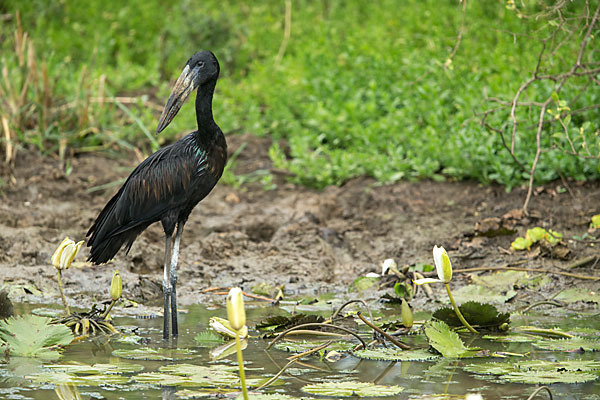 Mohrenklaffschnabel (Anastomus lamelligerus)