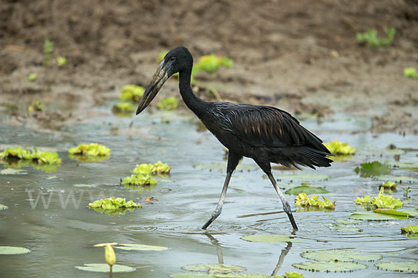 Mohrenklaffschnabel (Anastomus lamelligerus)