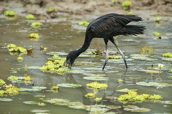 Mohrenklaffschnabel (Anastomus lamelligerus)