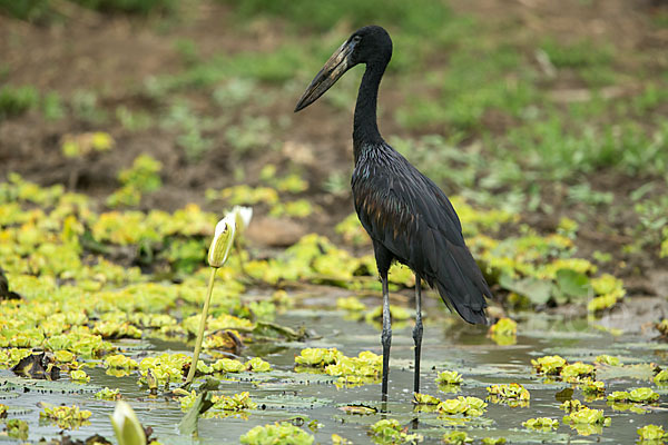 Mohrenklaffschnabel (Anastomus lamelligerus)