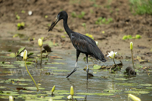 Mohrenklaffschnabel (Anastomus lamelligerus)